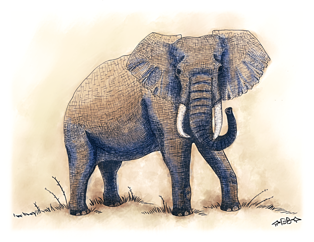 An inked elephant in a cross-hatching style painted with a water-color style